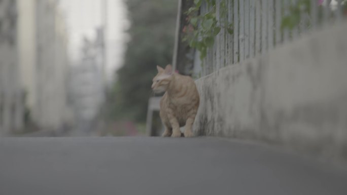 路边的猫咪