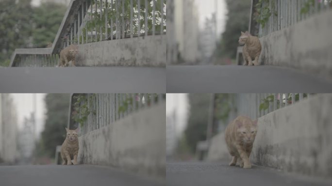 路边的猫咪