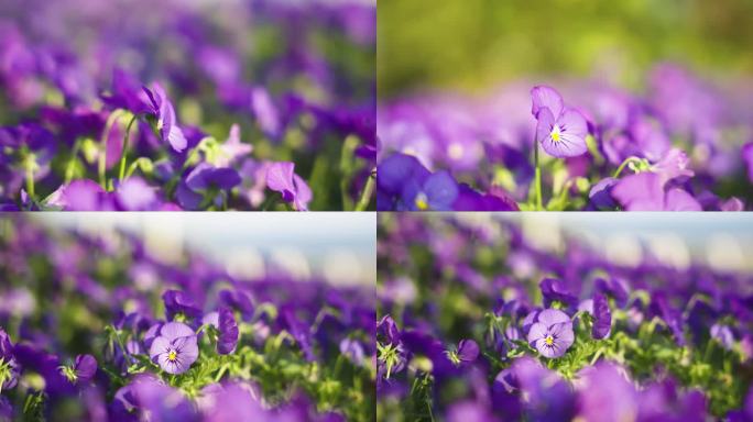 阳光下紫色花卉