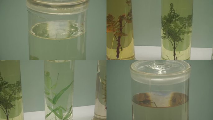 镜头合集各种植物浸泡标本(2)