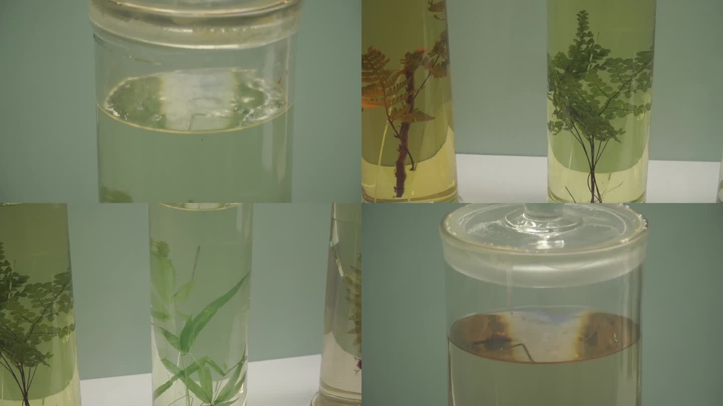 镜头合集各种植物浸泡标本(2)