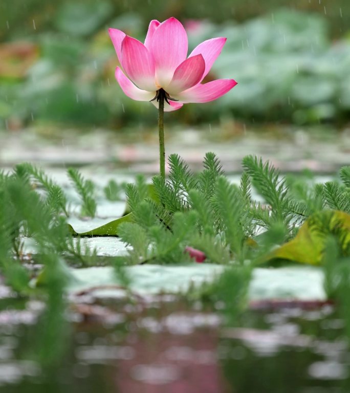 雨中荷花