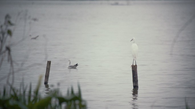 湖面栖息的白鹭
