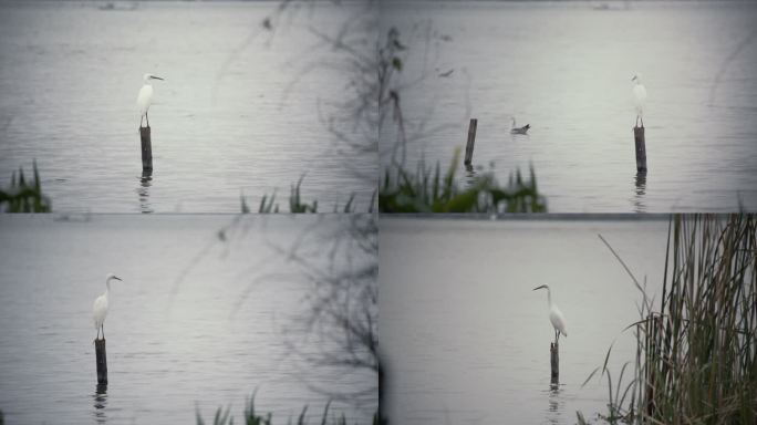 湖面栖息的白鹭