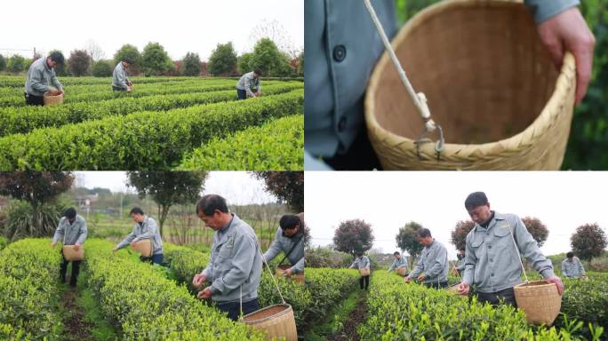 茶场工人采摘新鲜茶叶