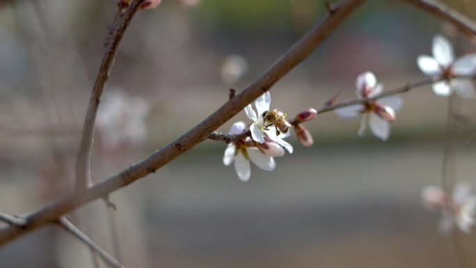 蜜蜂采蜜