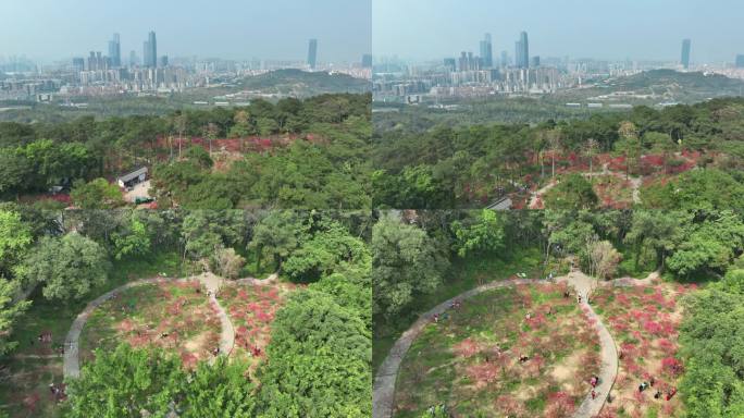 4K拍摄 南宁青秀山桃花坞高空