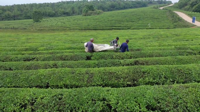 茶场机械化采摘茶叶