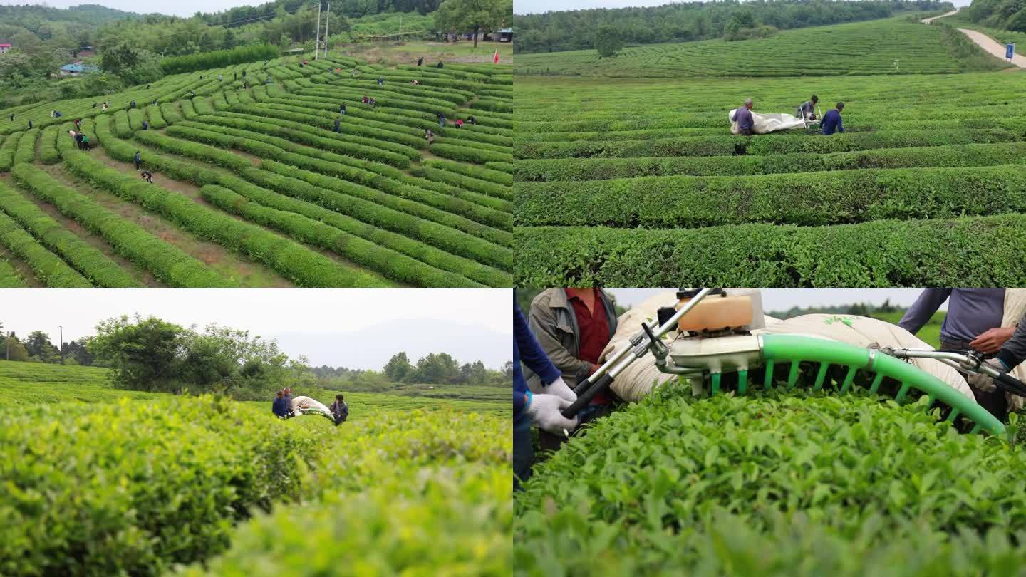茶场机械化采摘茶叶