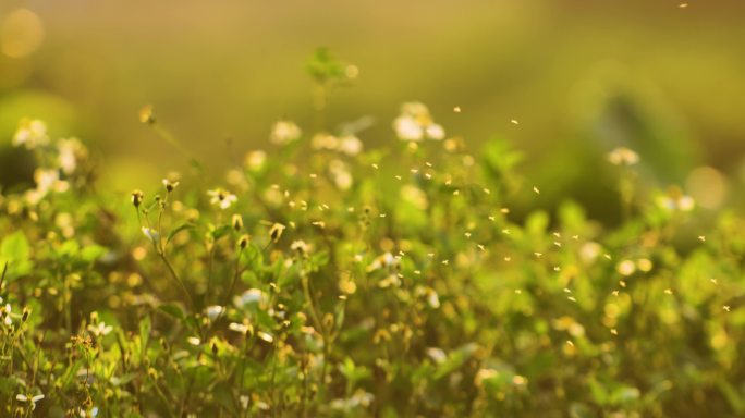 野草蚊虫成群