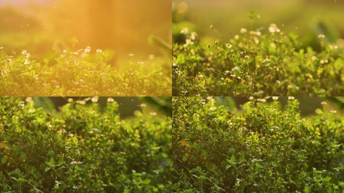 野草蚊虫成群