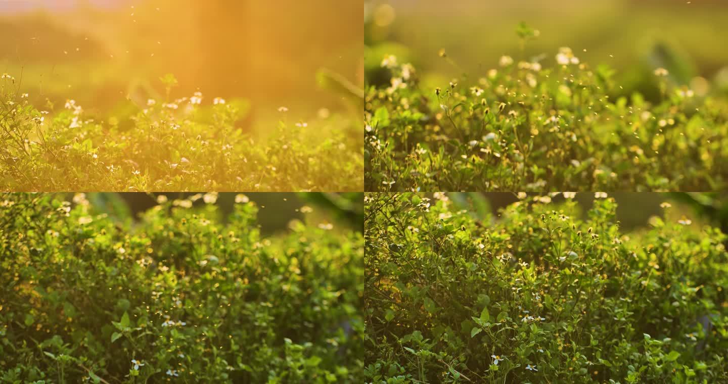 野草蚊虫成群