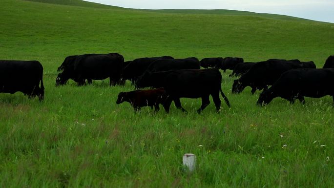黑牛群在呼伦贝尔草原吃草