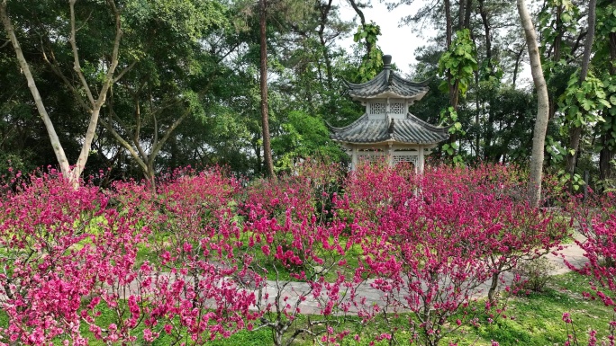 4K拍摄 南宁青秀山桃花坞凉亭