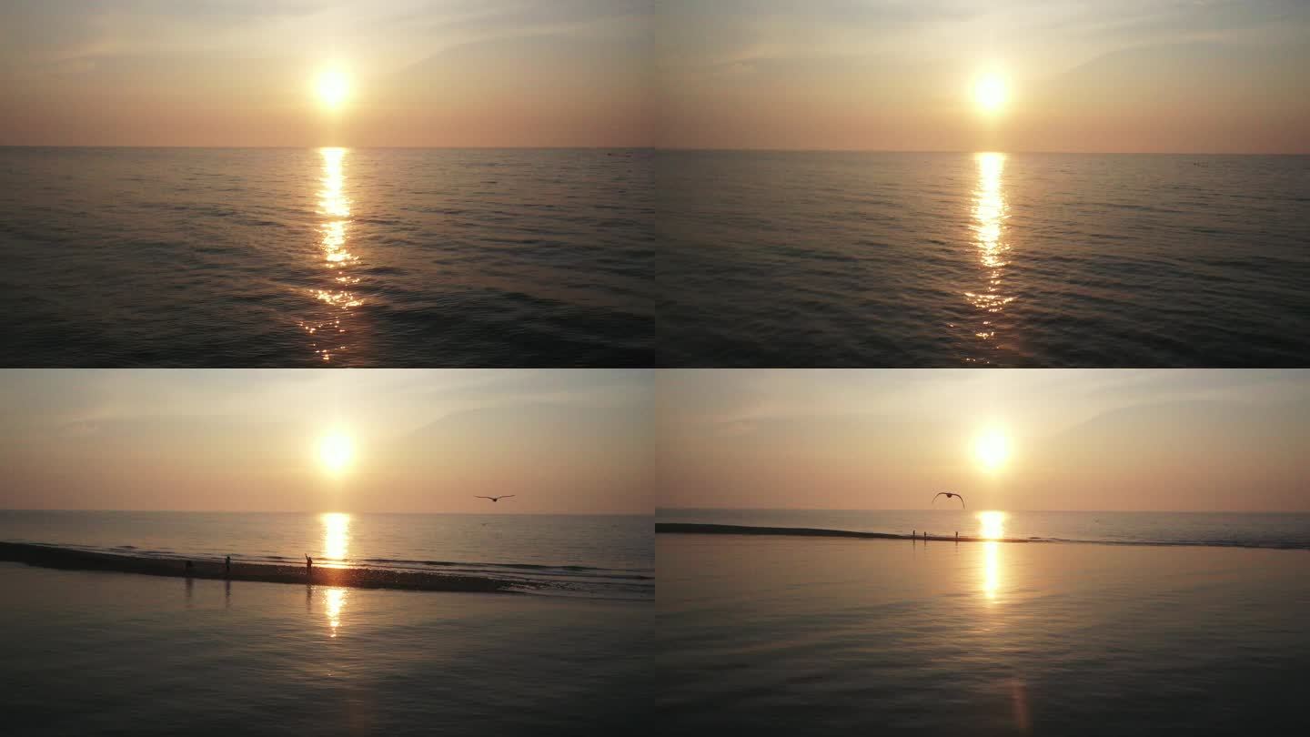 长岛海鸥迎着朝阳飞