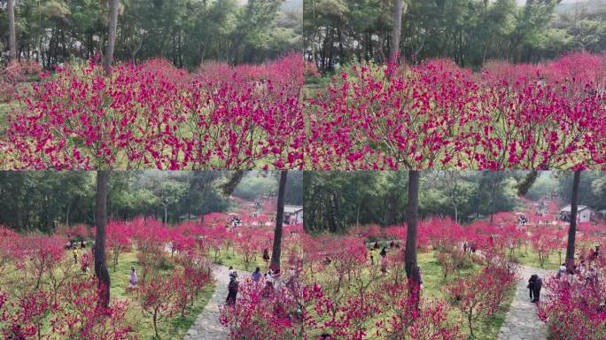 4K拍摄 南宁青秀山桃花开