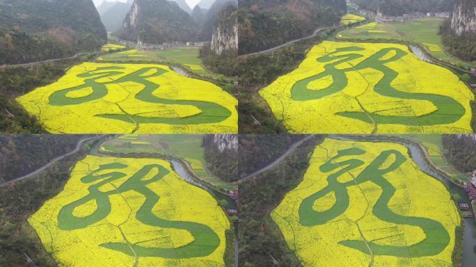 安顺龙宫油菜花