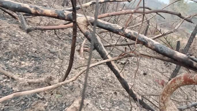 森林火灾火烧烧毁过后的森林焦土废墟焦炭