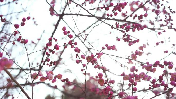 桃花源 桃花 桃花瓣 桃花飘 桃花盛开