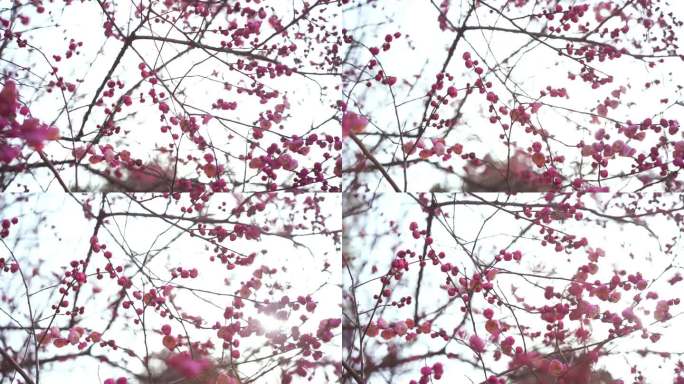 桃花源 桃花 桃花瓣 桃花飘 桃花盛开