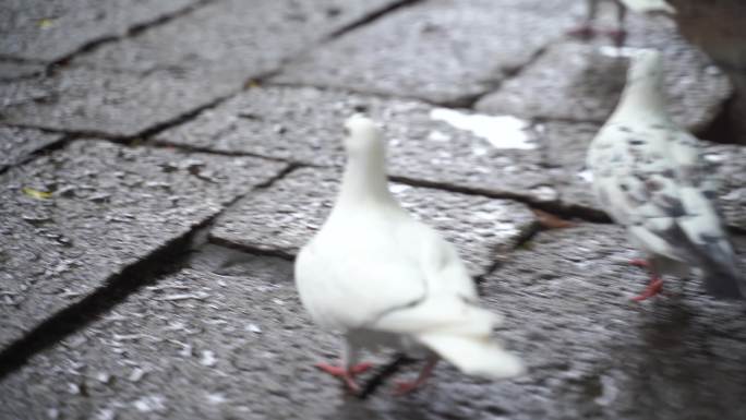 雨天石板上走动的鸽子正在吃食物寻找食物