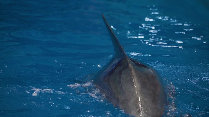 海豚入水表演海洋世界保护野生动物