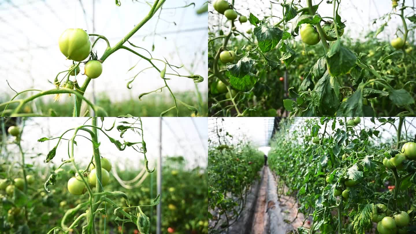 西红柿种植大棚