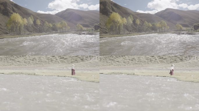 藏族姑娘 河边放牧山羊 纪录片