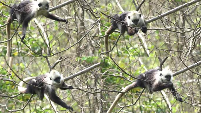 4K拍摄 崇左树枝上活动的白头叶猴
