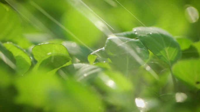 小青菜 种植 农场