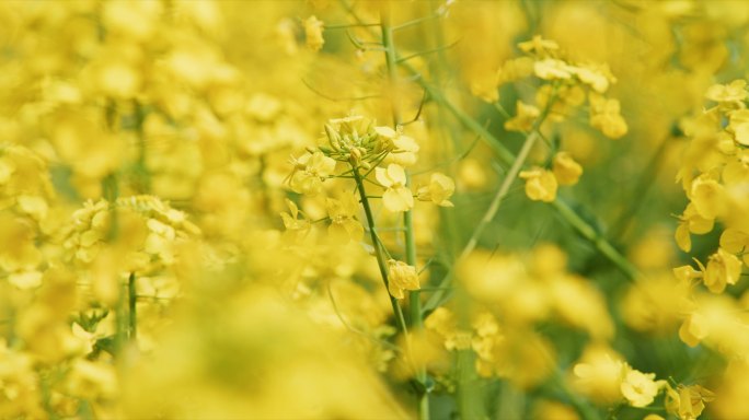 春天油菜花实拍素材