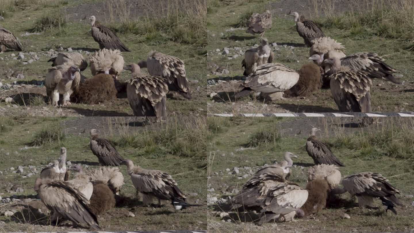 秃鹫捕食 猛禽捕猎 纪录片