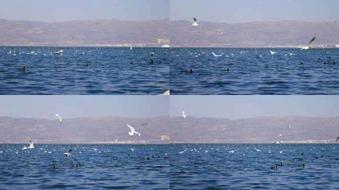 洱海4k60帧海鸥素材