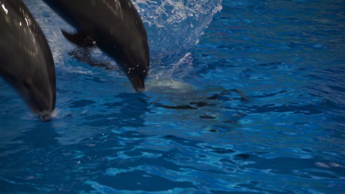 一群海豚起跳入水瞬间海豚表演海豚互动表演