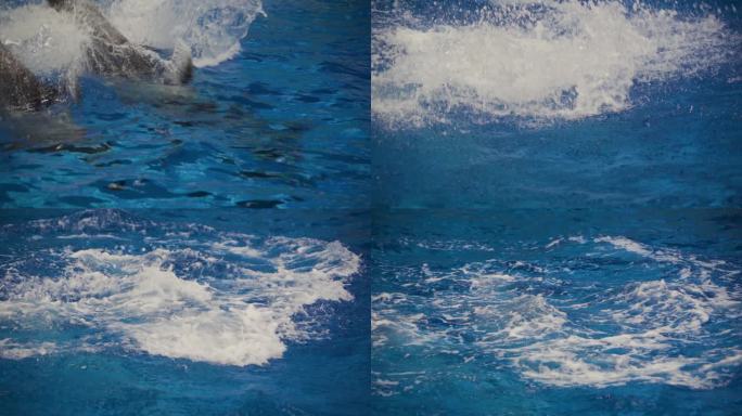 一群海豚起跳入水瞬间海豚表演海豚互动表演