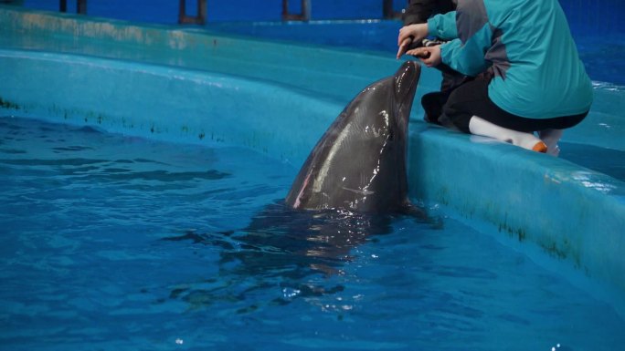 小孩摸海豚保护野生动物海豚表演海豚互动