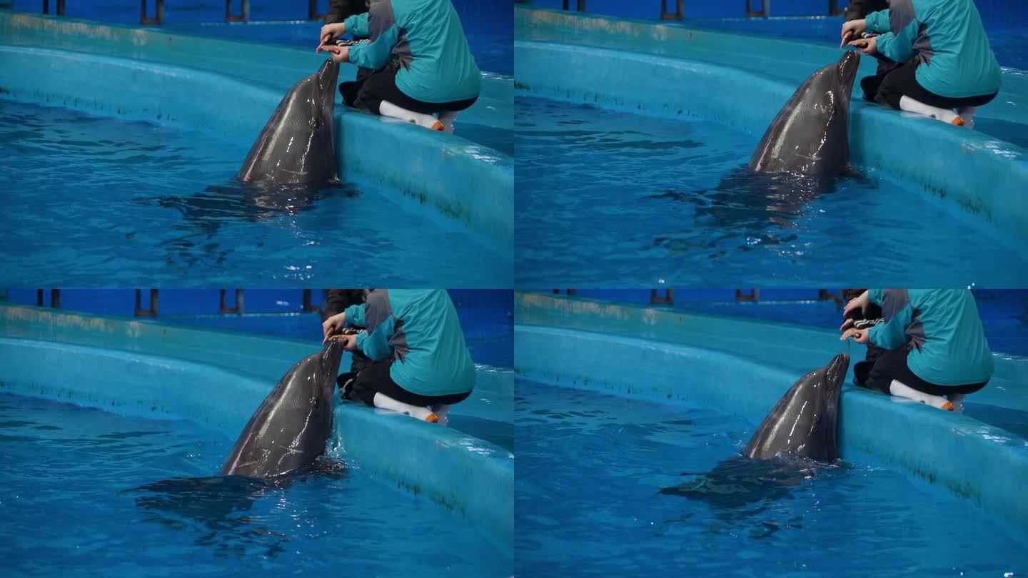 小孩摸海豚保护野生动物海豚表演海豚互动