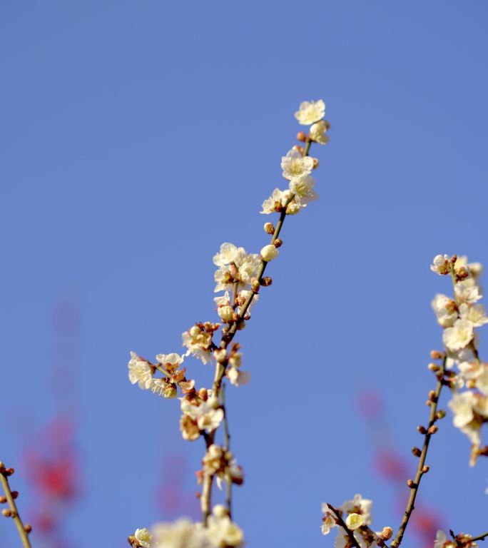 白梅花盛开