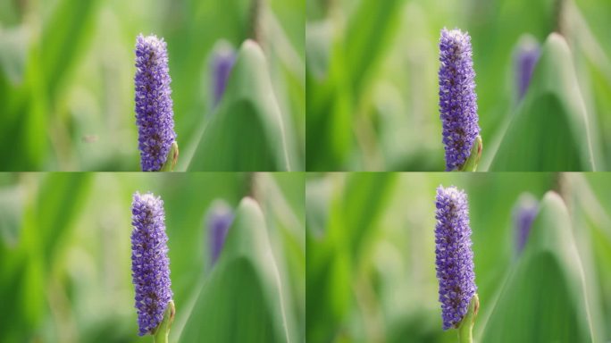 植物花卉梭鱼草特写