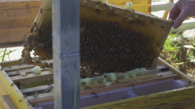 蜂巢 养蜂人