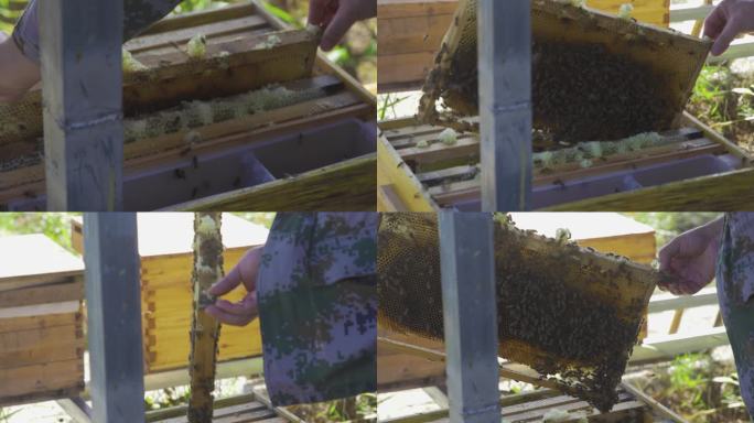 蜂巢 养蜂人