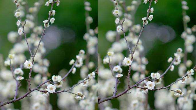 白梅花盛开