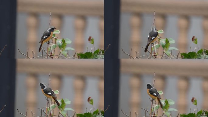 小鸟（北红尾鸲）立于枯枝上