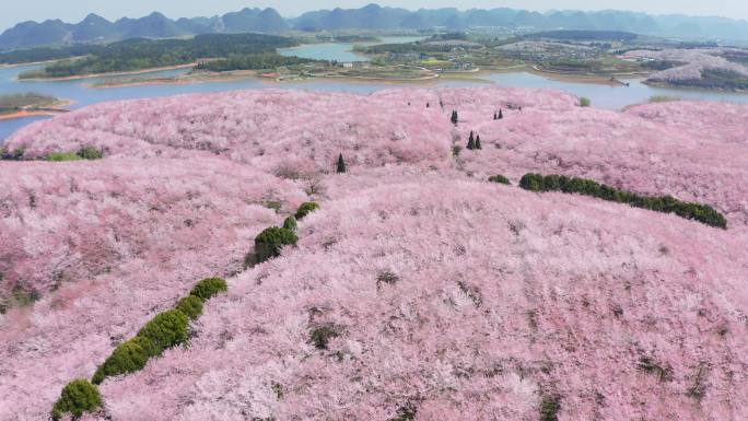 贵安樱花