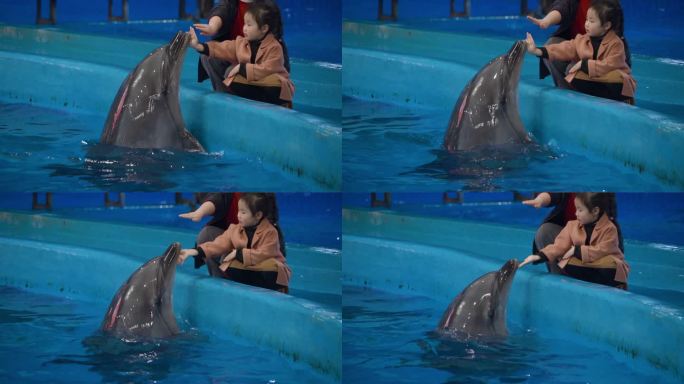 海豚表演小孩与海豚互动触摸海豚海洋世界