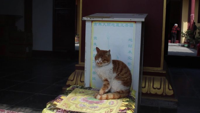 寺庙中的猫 晒太阳的猫  睡觉的猫