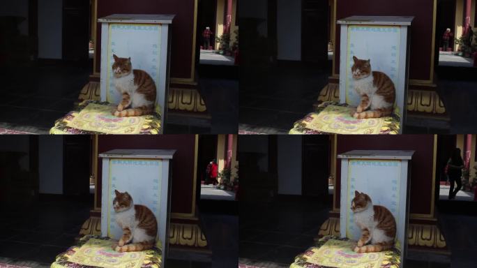 寺庙中的猫 晒太阳的猫  睡觉的猫