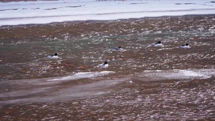 冰天雪地河中的野鸭子