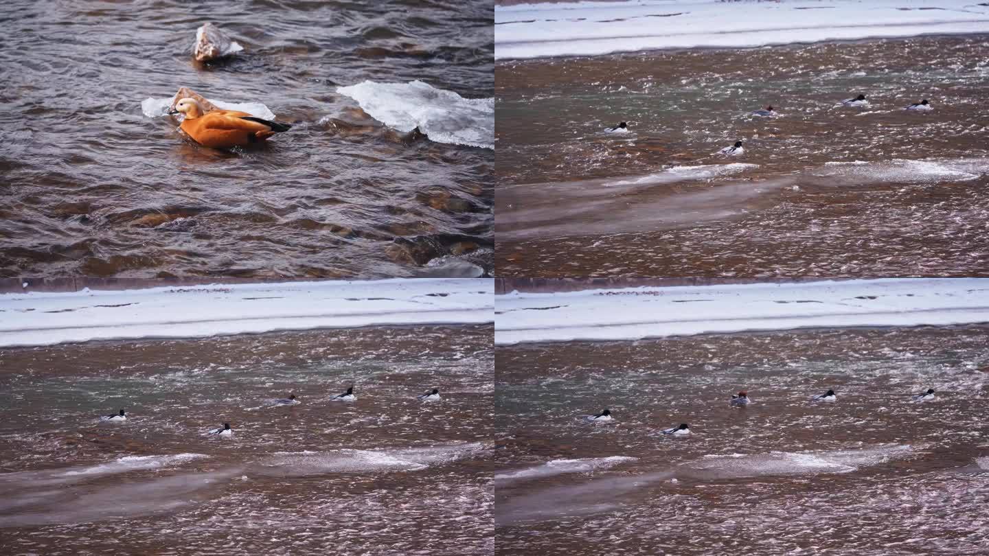 冰天雪地河中的野鸭子