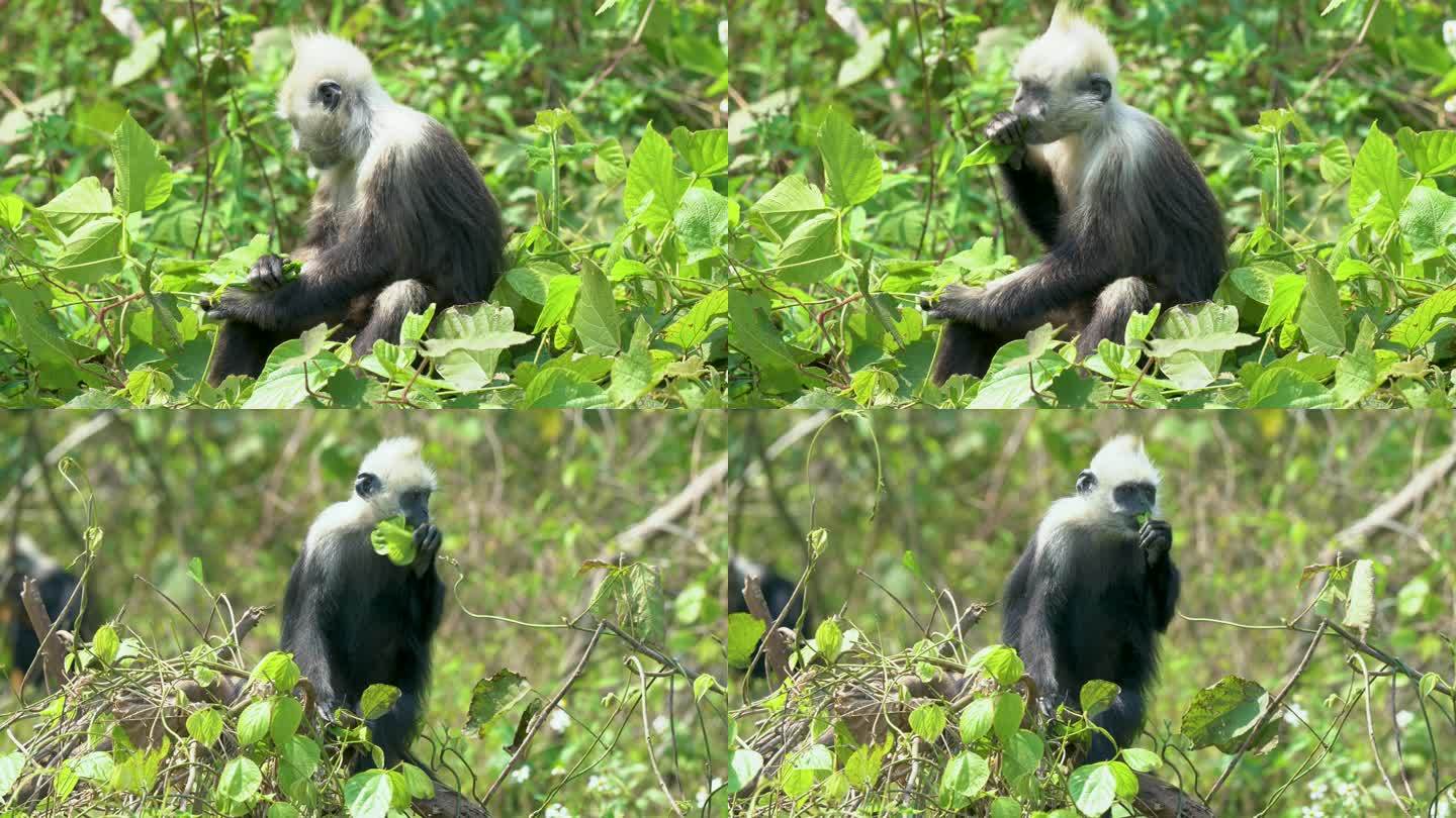 4K拍摄 崇左白头叶猴保护区